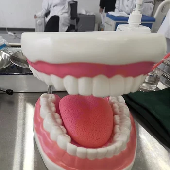 6X Стоматологический набор большого размера, чистка зубов зубной нитью, практика изучения модели зубов, обучающая модель, Обычная демонстрация